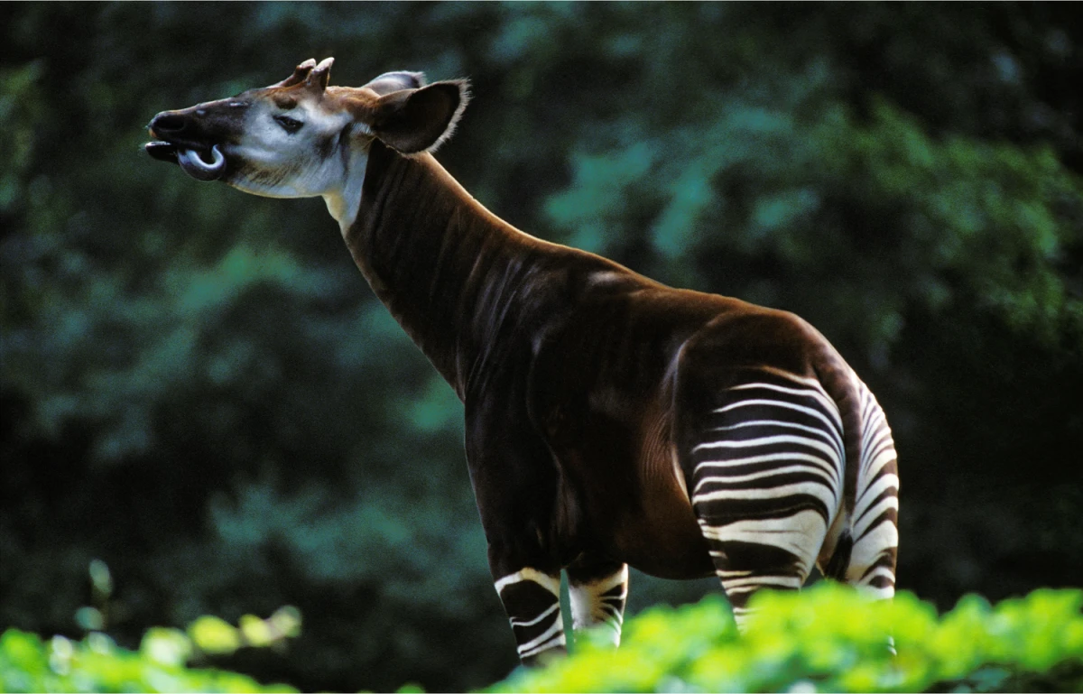 Fakta Unik Okapi: Si Unicorn Afrika Kerabat Jerapah