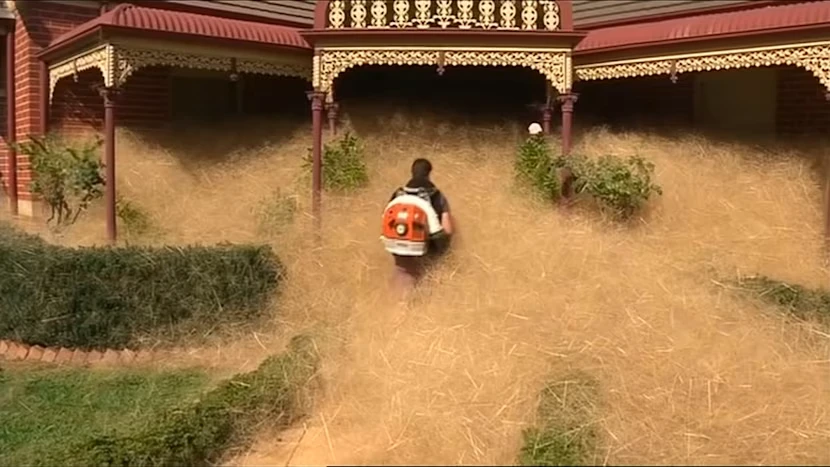 Mengenal Tumbleweed: Tumbuhan Menggelinding yang Sering Muncul di Film