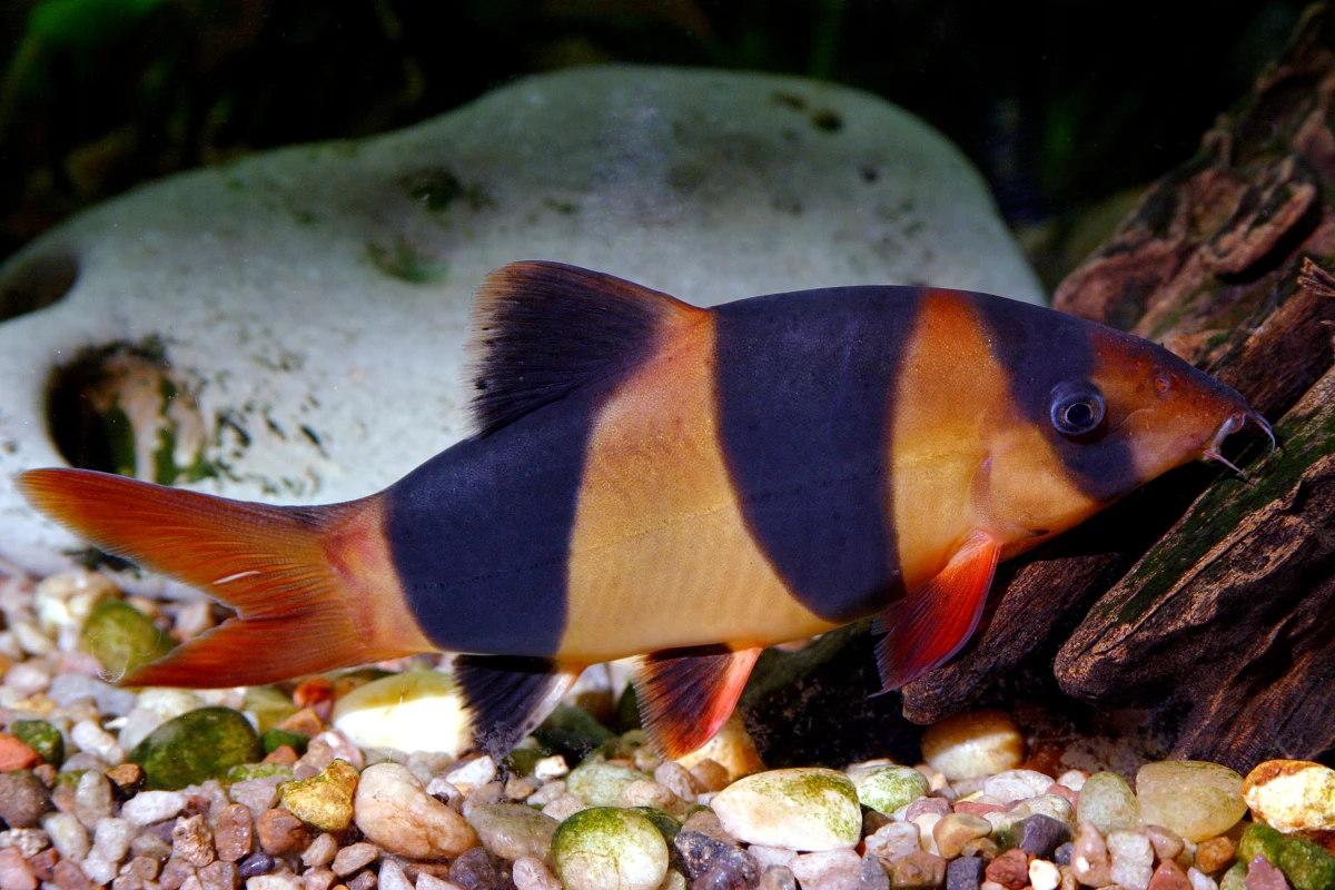 Ikan Botia Badut: Si Imut dari Perairan Tawar Indonesia yang Kian Langka