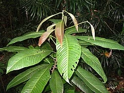 Mengenal Pohon Ulin, "Kayu Besi" dari Kalimantan yang Super Kuat dan Tahan Rayap