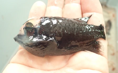 Mengenal Barreleye Fish: Ikan Laut Dalam Berkepala Transparan