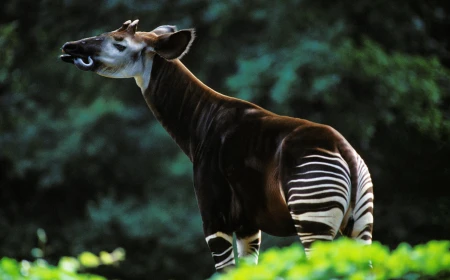 Fakta Unik Okapi: Si Unicorn Afrika Kerabat Jerapah