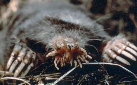 Tikus Mondok Hidung Bintang: Mamalia Unik Berindra Super