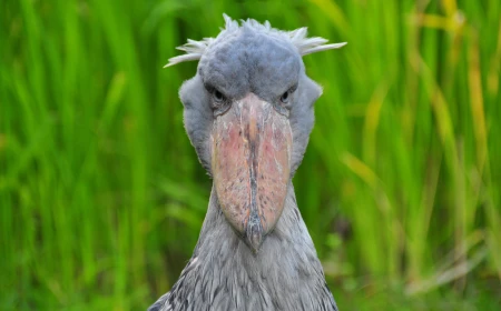 Mengenal Shoebill Stork: Burung Raksasa Purba yang Hobi Mematung