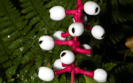 Mengenal Baneberry Putih: Tanaman "Mata Boneka" yang Beracun