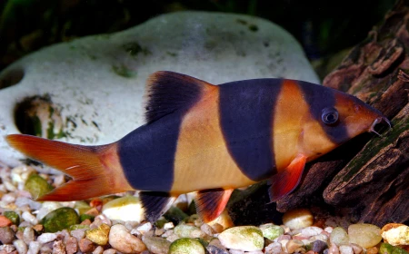 Ikan Botia Badut: Si Imut dari Perairan Tawar Indonesia yang Kian Langka