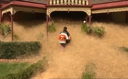 Mengenal Tumbleweed: Tumbuhan Menggelinding yang Sering Muncul di Film