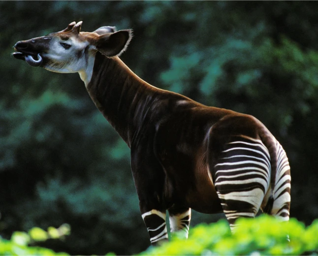 Fakta Unik Okapi: Si Unicorn Afrika Kerabat Jerapah