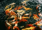 9 Manfaat Memelihara Ikan Koi Bagi Estetika dan Kesehatan Psikologis