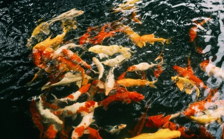 9 Manfaat Memelihara Ikan Koi Bagi Estetika dan Kesehatan Psikologis